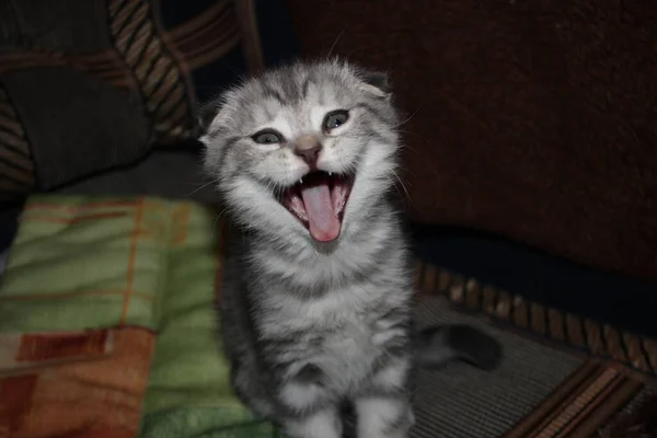 Evcil kedi İskoç katlaması. Yüksek kaliteli fotoğraf. Gri tüylü kedi. Esnemeler dili gösteriyor.
