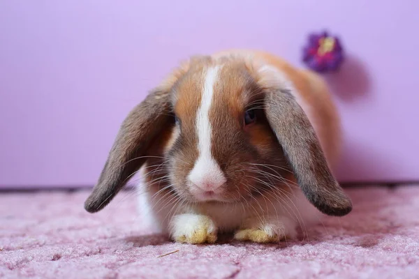 Fluffy Coniglio Bianco Marrone Isolato Sullo Sfondo Della Chiave Colore — Foto Stock