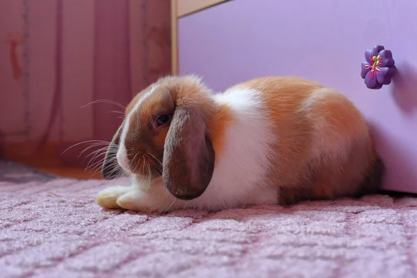 Lapin blanc et brun pelucheux isolé sur le fond de la touche de couleur. Beaux petits animaux mignons. Le concept des vacances de Pâques. Contexte pour animaux domestiques. — Photo