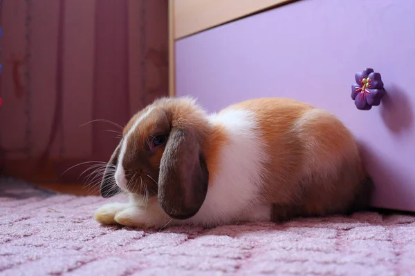 Fluffig vit och brun kanin isolerad på bakgrunden av färgknappen. Vackra små söta husdjur. Begreppet påsk semester. Bakgrund för husdjur. — Stockfoto