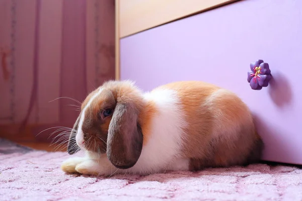 Flauschige weiße und braune Kaninchen isoliert auf dem Hintergrund der Farbtaste. Schöne kleine süße Haustiere. Das Konzept der Osterferien. Hintergrund für Haustiere. — Stockfoto