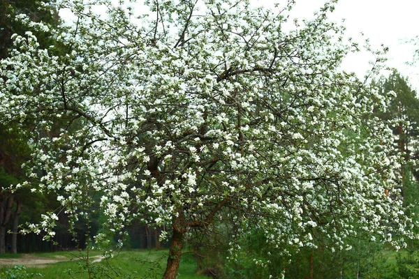 Vahşi elma ağacı güneşli bir günde beyaz çiçeklerle ormanda çiçek açar.