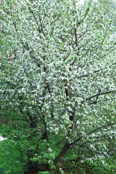 Floresce Macieira Selvagem Floresta Com Flores Brancas Dia Ensolarado — Fotografia de Stock