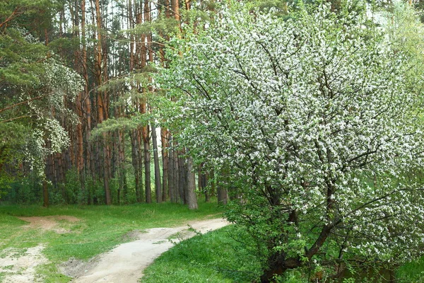 Wild Apple Tree Blooms Forest White Flowers Sunny Day — Stock Photo, Image