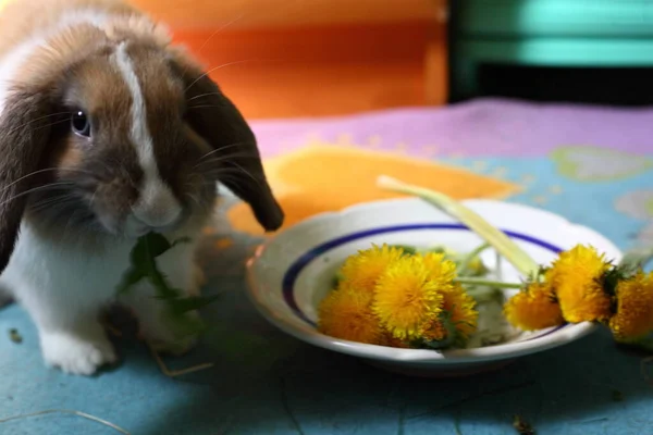 Het konijn zit op de grond bloemen te eten — Stockfoto