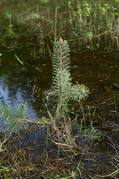A pine tree grows in the forest near the stream