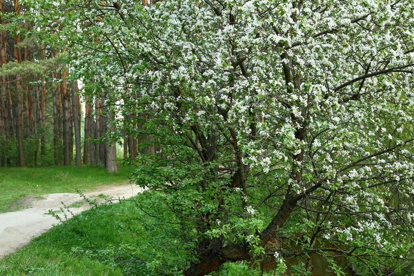 Дикая яблоня цветет в лесу с белыми цветами в солнечный день — стоковое фото