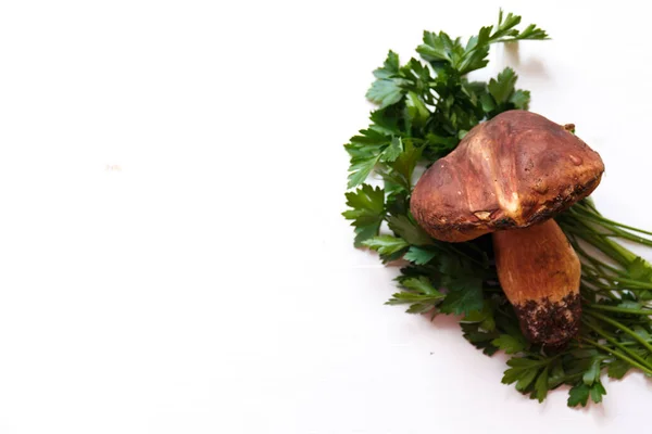 Cogumelos Cep Deliciosos Fundo Madeira Branca Com Salsa — Fotografia de Stock