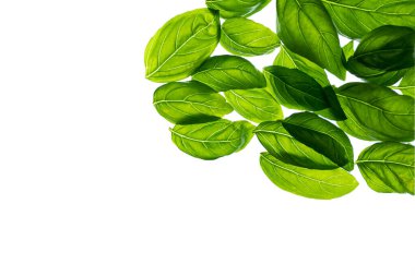 Beyaz arka planda taze fesleğen yaprakları. Sağlıklı beslenme. Yemek pişirmek. Sağlıklı yemek geçmişi. İzole edilmiş yapraklar.