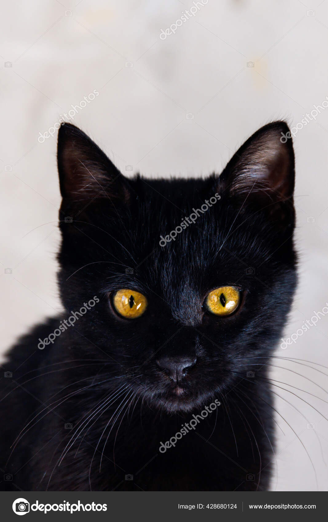Portrait Mignon Chaton Noir Aux Yeux Orange Image Libre De Droit Par Lifesummerlin C Portrait Mignon Chaton Noir Aux Yeux Orange Image Libre De Droit Par Lifesummerlin C