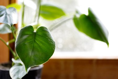 Pencereye kocaman yeşil bir canavar bitkisi..