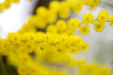 Çiçekli mimoza ağacı. Doğa konsepti. Kadınlar günü için tebrik kartı, anneler günü. Bahar.