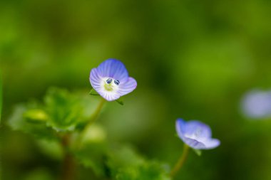 Pers hız kuyusu, çiçek açan bahar bitkisi, doğa arka planı.