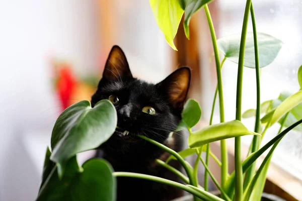 Kedi yiyen bitki. Kara kedi canavar yiyor.. 