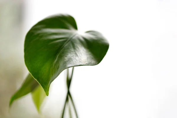 Große Leuchtend Grüne Monstera Pflanze Auf Einem Fenster — Stockfoto