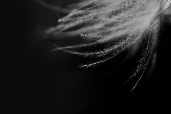 Black White Closeup Shot Feather — Stock Photo, Image