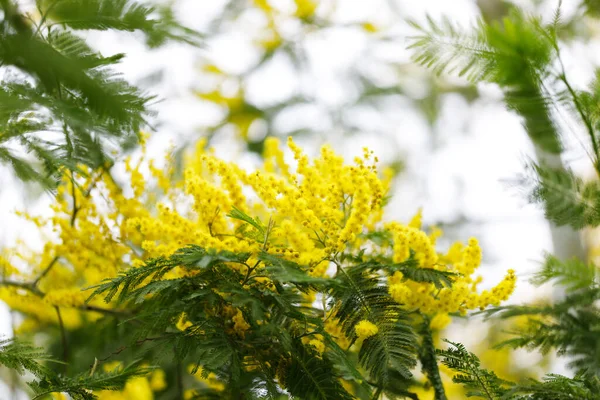 Blommande Mimosaträd Naturbegreppet Gratulationskort För Kvinnor Dag Mödrar Dag Våren — Stockfoto