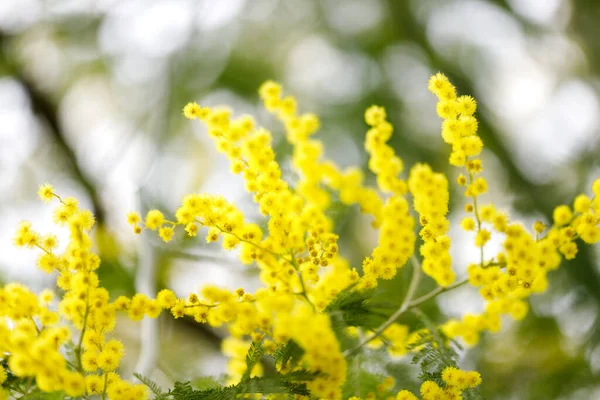 Albero Mimosa Fiore Concetto Natura Biglietto Auguri Festa Delle Donne — Foto Stock