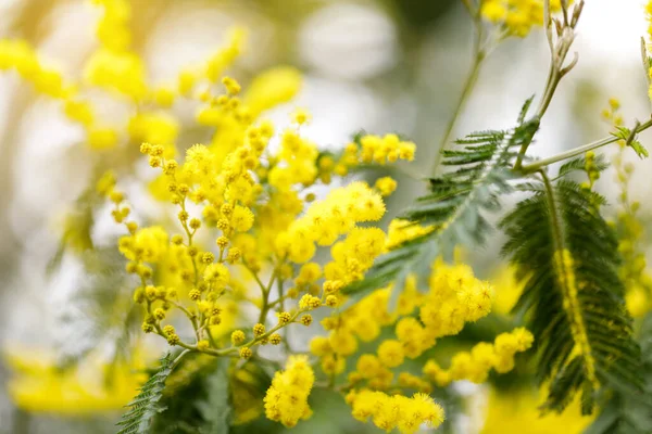 Árvore Mimosa Florescente Conceito Natureza Cartão Saudação Para Dia Das — Fotografia de Stock