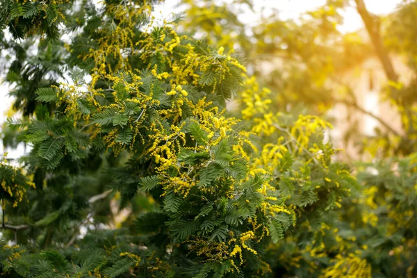 Árvore Mimosa Florescente Conceito Natureza Cartão Saudação Para Dia Das — Fotografia de Stock