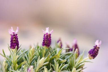 Pembe arkaplanda taze lavanta çiçekleri, kopyalama alanı