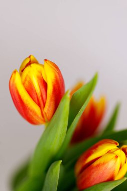 Bahar çiçekleri arka planı. Beyaz arka planda sarı laleler.