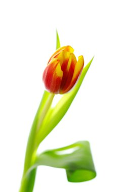 Beyaz arka planda bir sürü güzel sarı lale. Bahar konsepti Kadınlar ve anneler günü için buket.