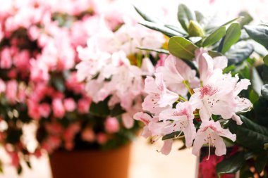 Bahar bahçesinde çiçek açan Rhododendron. Güzel pembe Rhododendron yakın çekim