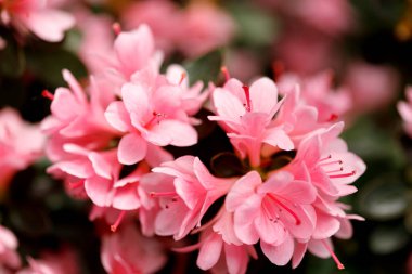 Güzel Japon pembe Azalea çiçekleri yoğun bir çalılığa kesilmiş. Mayıs ve bahar aylarında çiçek açarlar. Çiçeklerle dolu bir arka plan.