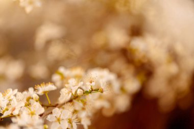 Çiçek açmış kiraz çiçekleri. Kiraz ağacının dalında küçük kümeler halinde kiraz çiçekleri, beyaza dönüşüyor. Yüzeyin derinliği. Ortadaki çiçek kümesine odaklan.