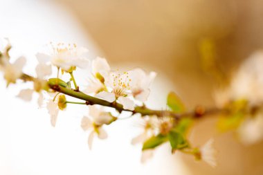 Çiçek açmış kiraz çiçekleri. Kiraz ağacının dalında küçük kümeler halinde kiraz çiçekleri, beyaza dönüşüyor. Yüzeyin derinliği. Ortadaki çiçek kümesine odaklan.