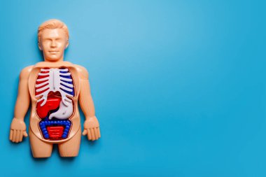 Mavi arka planda insan vücudu Montessori oyuncağı. Çocuklar için dostane malzemeler kullanarak vücut sistemiyle insan anatomisini öğrenme kavramı.