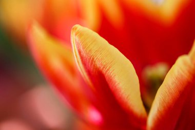 Lale. Bahar çiçekleri bir demet renkli çiçek, makro fotoğraf.
