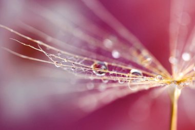 Soyut karahindiba çiçeği arkaplanı. Tohum makrosu yakın plan. Yumuşak odak