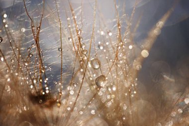 Soyut karahindiba çiçeği arkaplanı. Tohum makrosu yakın plan. Yumuşak odak