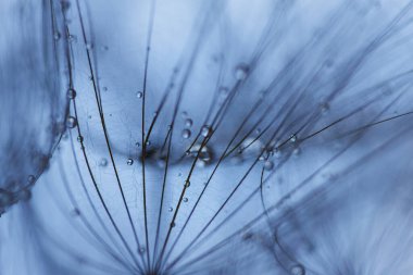 Soyut karahindiba çiçeği arkaplanı. Tohum makrosu yakın plan. Yumuşak odak