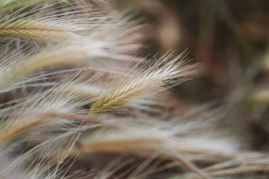 Kuru otların, sazlıkların altın gün batımında rüzgarda esen sapların seçici yumuşak odağı. Doğa, yaz, çimen konsepti
