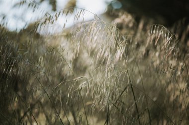 Kuru otların, sazlıkların altın gün batımında rüzgarda esen sapların seçici yumuşak odağı. Doğa, yaz, çimen konsepti