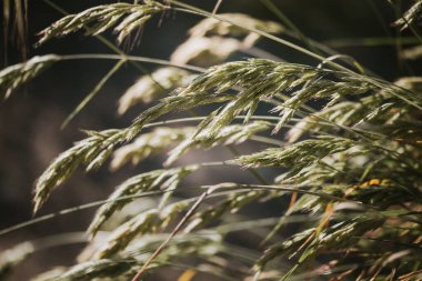 Kuru otların, sazlıkların altın gün batımında rüzgarda esen sapların seçici yumuşak odağı. Doğa, yaz, çimen konsepti