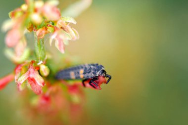 Yaprağın üzerindeki uğur böceği larvaları. Uğur böcekleri, Avrupa ve Asya 'nın gelişim aşaması. Larvalar yapraklarla beslenir..