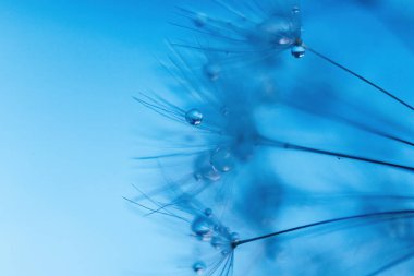 Çiğ taneli karahindiba tohumları şık bir iç mekan için mükemmel bir dekorasyondur.