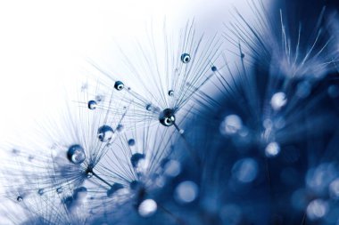 Çiğ taneli karahindiba tohumları şık bir iç mekan için mükemmel bir dekorasyondur.