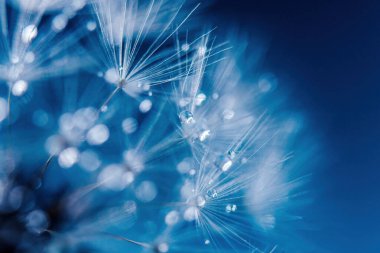 Çiğ taneli karahindiba tohumları şık bir iç mekan için mükemmel bir dekorasyondur.