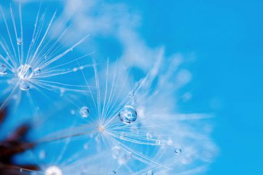 Çiğ taneli karahindiba tohumları şık bir iç mekan için mükemmel bir dekorasyondur.