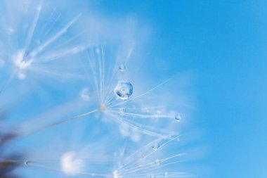 Çiğ taneli karahindiba tohumları şık bir iç mekan için mükemmel bir dekorasyondur.