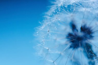 Çiğ taneli karahindiba tohumları şık bir iç mekan için mükemmel bir dekorasyondur.