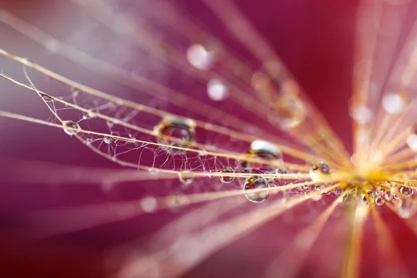 Fundo Abstrato Flor Dente Leão Fechamento Macro Sementes Foco Suave — Fotografia de Stock