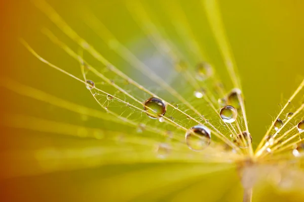 抽象タンポポの花の背景 シード マクロ閉鎖 ソフトフォーカス — ストック写真