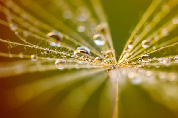 Fundo Abstrato Flor Dente Leão Fechamento Macro Sementes Foco Suave — Fotografia de Stock