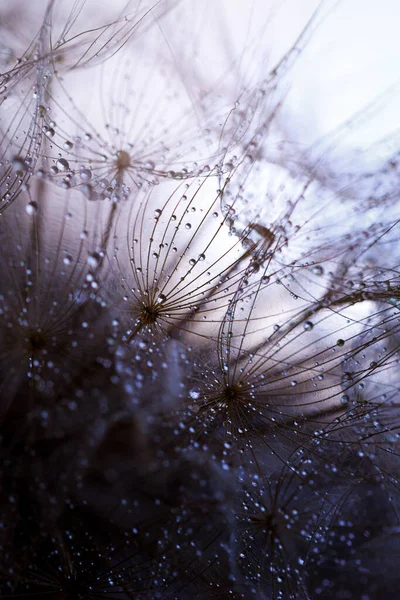 Abstract Dandelion Flower Background Seed Macro Closeup Soft Focus — Stock Photo, Image